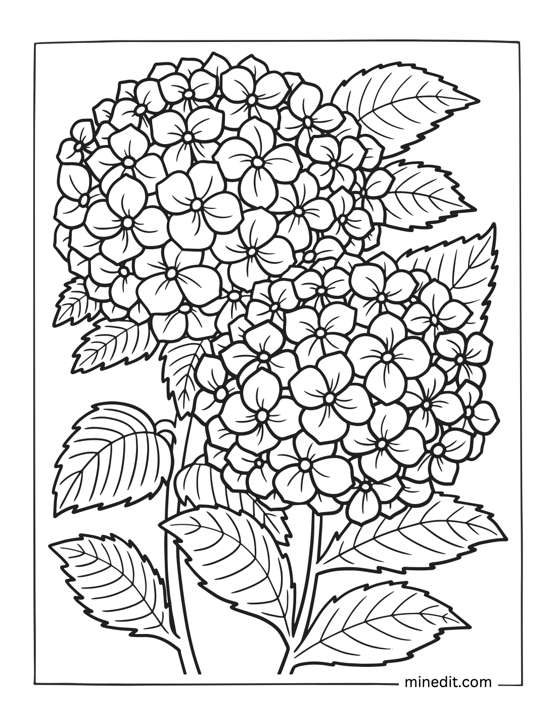 Flower Coloring Pages